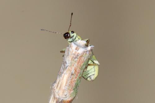 Réf. 255 948 : Pachyrhinus lethierryi